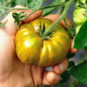 Tomate Verte Mi-Saison Green Ghabbana