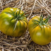 Tomate Verte Mi-Saison Cherokee Green