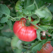 Tomate Rouge Mi-Saison Costoluto Di Chivasso