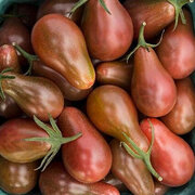 Tomate-Cerise Noire Mi–Saison Chocolate Pear