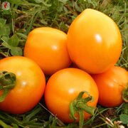 Tomate Orange Précoce Amitié