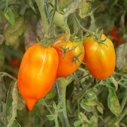 Tomate Orange Mi–Saison Des Andes Orange