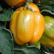 Tomate Jaune Mi–Saison Jaune de la Saint Vincent