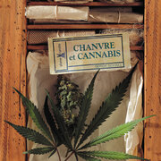 Chanvre et Cannabis