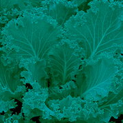 Chou Frisé / Kale Vates