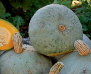 Courge Maxima Silver Bell