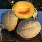 Melon Oregon Delicious