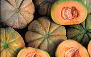 Melon Oka du Québec