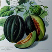 Melon Mélange de Bourgogne