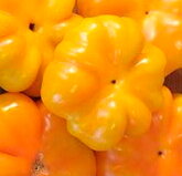 Piment Doux / Poivron Jaune Orange/De Mi-Saison Paradicsom Alaku Sarga Szentes