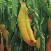Piment Doux / Poivron Rouge/Précoce Yellow Banana Giant