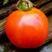 Tomate Rouge Précoce High Country