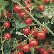 Tomate-Cerise Rouge Précoce Matt’s Wild Cherry