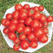 Tomate-Cerise Rouge Précoce Washington Cherry