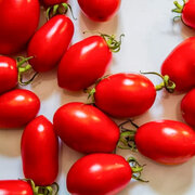 Tomate-Cerise Rouge Mi-Saison Tondino Di Manduria