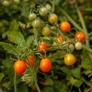 Tomate-Cerise Orange Précoce Ambrosia Gold