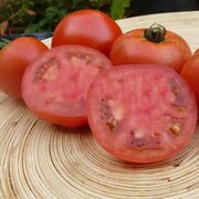 Tomate Bigarrée Mi-Saison Early Sue