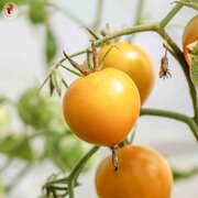 Tomate Verte Mi-Saison Esmeralda Golosina