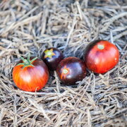 Tomate Indigo Mi-Saison Black Shadow