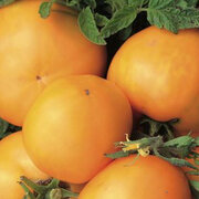 Tomate Orange Tardive Emmy