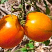 Tomate-Cerise Bigarrée Mi-Saison Matt’s Folly