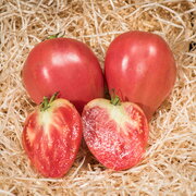 Tomate Rouge Mi-Saison Mazarini