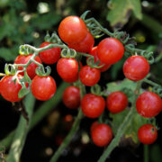 Tomate-Cerise Rouge Précoce Barbaniaka