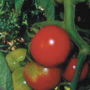 Tomate-Cerise Rouge Précoce Fakel