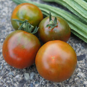Tomate Noire Mi-Saison Fioletovyi Kruglyi