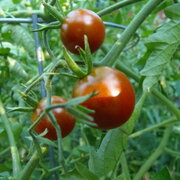 Tomate-Cerise Noire Mi-Saison Matt’s Black