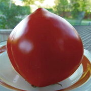Tomate Rouge Mi-Saison Cœur de Bœuf Rostova