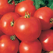 Tomate Rouge Mi-Saison Casaque Rouge