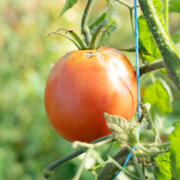 Tomate Rouge Mi-Saison Delicious de Burpee