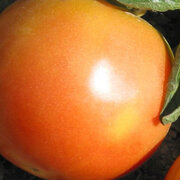 Tomate Rouge Mi-Saison Long Keeper