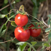Tomate Rouge Mi-Saison Merveille des Marchés
