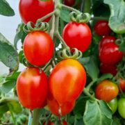 Tomate-Cerise Rouge Mi-Saison Principe Borghese