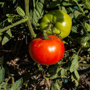 Tomate Saint Pierre - Rouge Mi-Saison