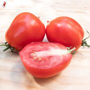 Tomate Rouge Mi-Saison Roi Humbert