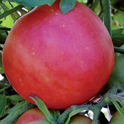 Tomate Rose Mi-Saison Peach Blow Sutton