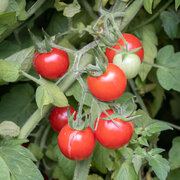 Tomate-Cerise Rouge Mi-Saison Cherry Chadwick