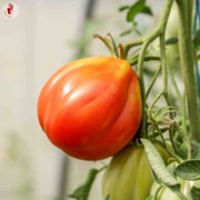Tomate Rouge Mi-Saison Cœur de Bœuf de Nice