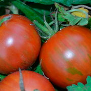 Tomate-Cerise Bigarrée Mi-Saison Sirloin Of Zebra