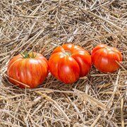 Tomate Bigarrée Mi-Saison Solar Flare