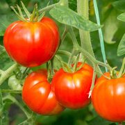 Tomate Rouge Tardive Super Colosse