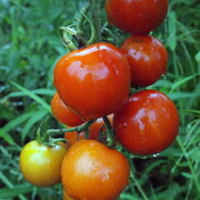 Tomate-Cerise Rouge Mi–Saison Miel du Mexique