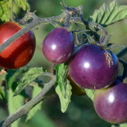 Tomate-Cerise Indigo Mi-Saison Blue Pitts