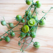 Tomate-Cerise Verte Mi-Saison Green Doctors Frosted