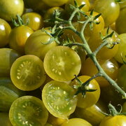 Tomate-Cerise Verte Mi-Saison Verde Claro