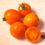 Tomate Orange Précoce Gold Dust