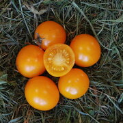 Tomate-Cerise Jaune Précoce Gold Nugget